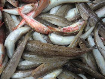 魚 魚