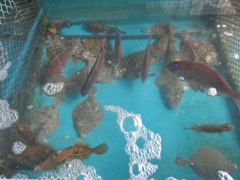 魚 魚