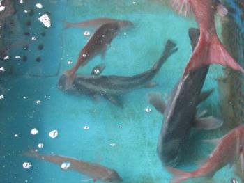 魚 魚