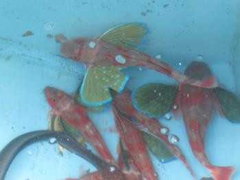 魚 魚