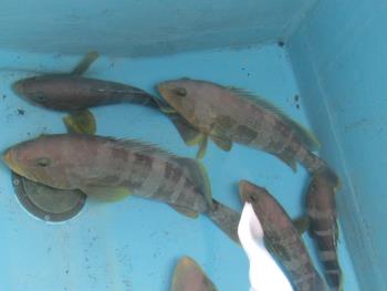 魚 魚