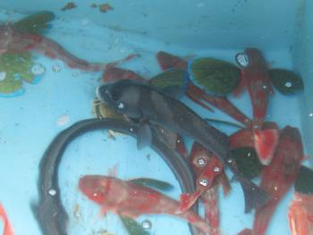 魚 魚