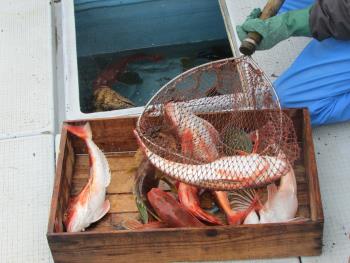 魚 魚
