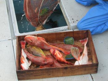 魚 魚