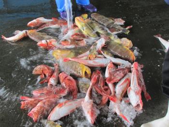魚 魚