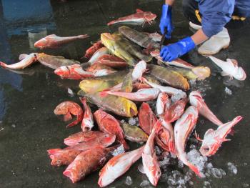 魚出し 魚出し