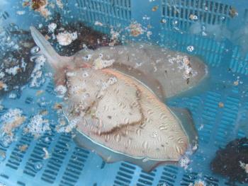 水イカ 水イカ