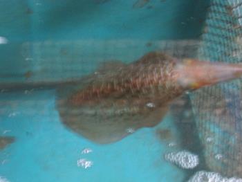 水イカ 水イカ