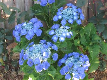 紫陽花 紫陽花