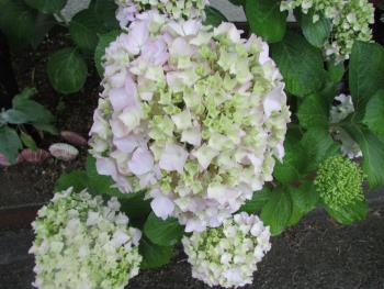 紫陽花 紫陽花