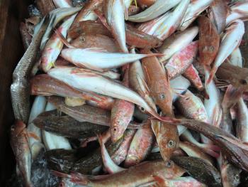 魚 魚