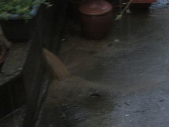 雨水 雨水