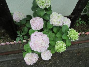 紫陽花 紫陽花