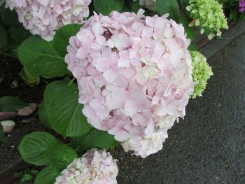 紫陽花 紫陽花