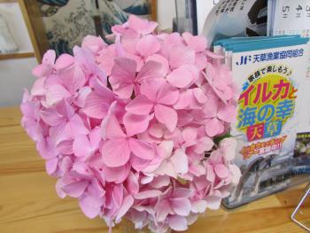 紫陽花 紫陽花