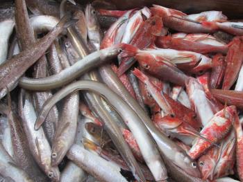魚 魚