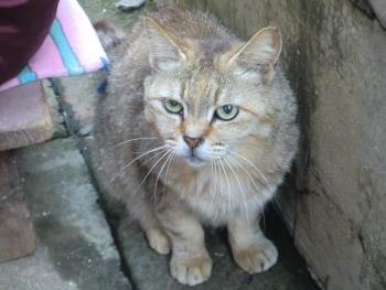 猫 猫