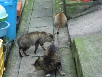 猫 猫
