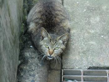 猫 猫