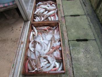 魚 魚