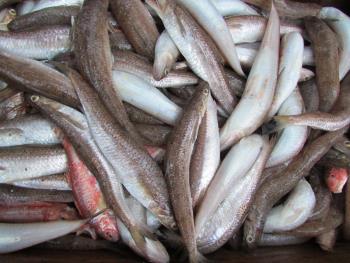 魚 魚