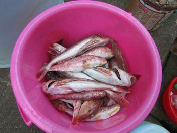 魚 魚