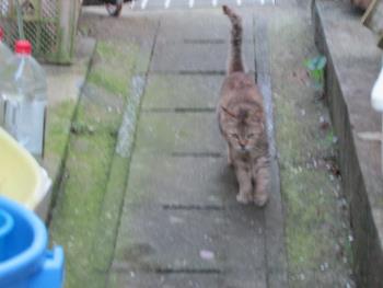 猫 猫