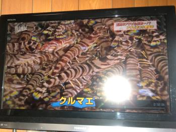 テレビ テレビ