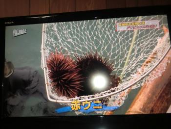テレビ テレビ