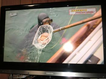 テレビ テレビ