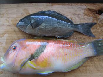 魚 魚