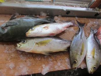魚 魚