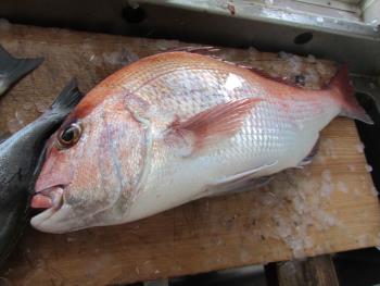 魚 魚