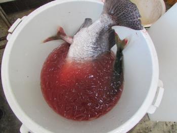 魚 魚