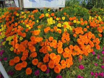 花 花