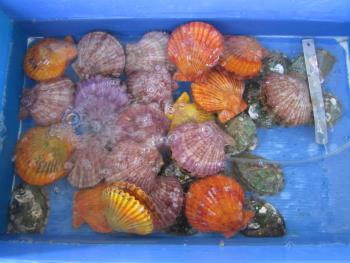 海鮮焼 海鮮焼