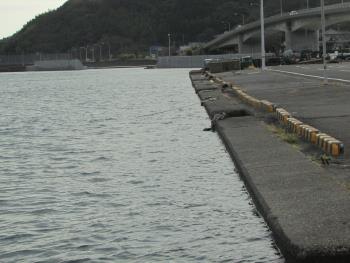桟橋 桟橋