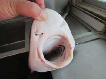 サメ サメ