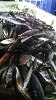 魚1 魚1