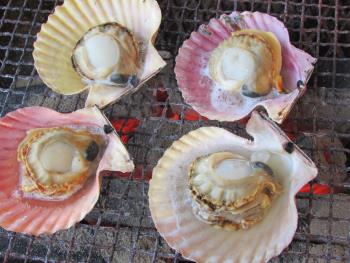 ヒオウギ貝 ヒオウギ貝