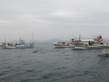 イルカウォッチング イルカウォッチング