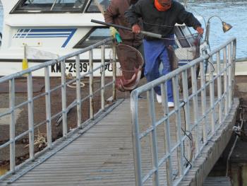 魚 魚