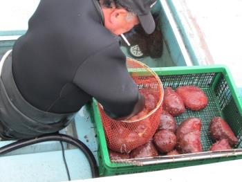 水揚げ 水揚げ