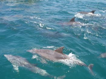 イルカウォッチング イルカウォッチング