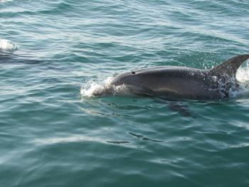 イルカウォッチング イルカウォッチング