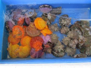 海鮮焼 海鮮焼