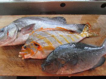 魚 魚