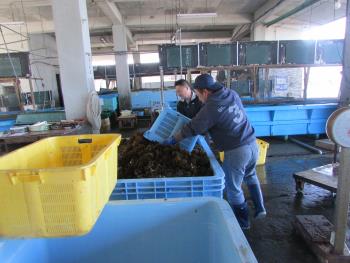メカブ水揚げ メカブ水揚げ