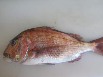鯛 鯛