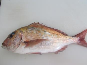 鯛 鯛